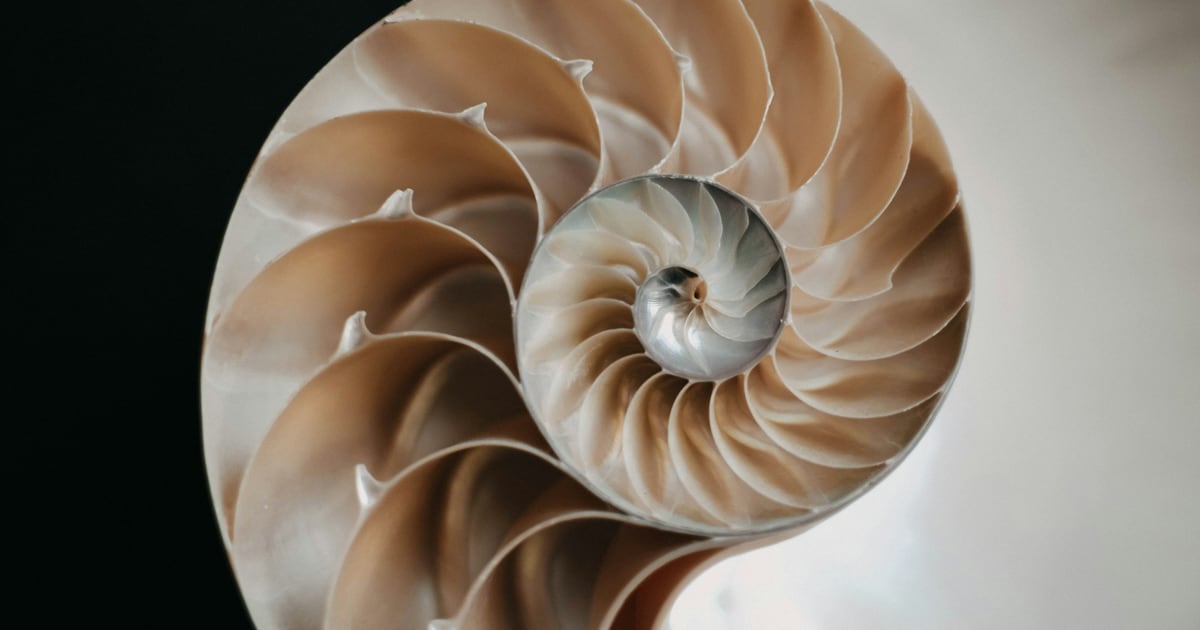 Cross-section of a nautilus shell showing its chambers spiraling outward