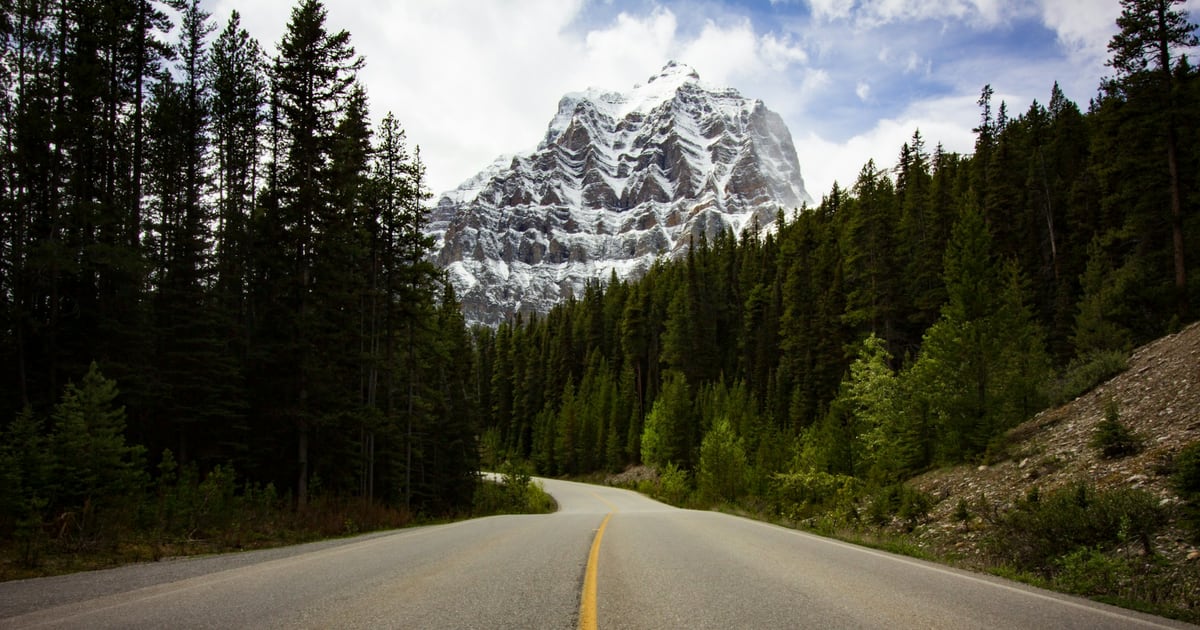 A straight road through a pine forest toward a snow-capped mountain